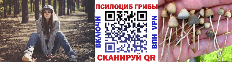 Купить где  Могоча  Галлюциногенные грибы GOLDEN TEACHER 